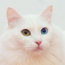 Turkish Angora