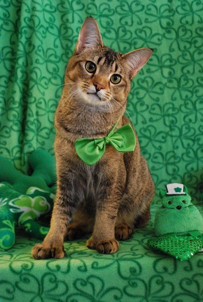 9-month-old Chauzy is ready to welcome St. Patrick's Day