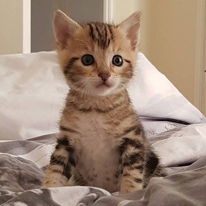 The kitten of chausie