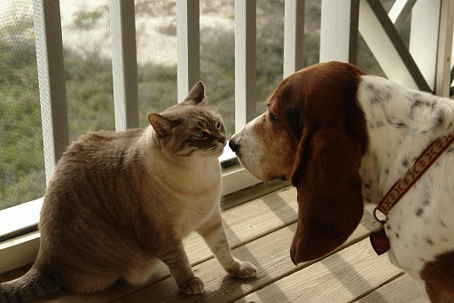 Basset hound with cat