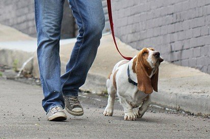 Basset hound on a walk
