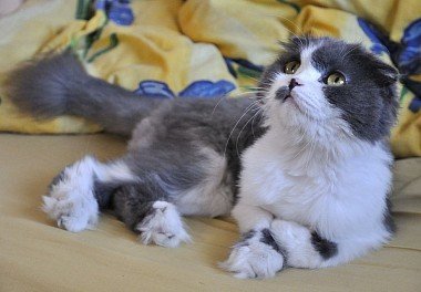 Scottish Lop-Eared Cat