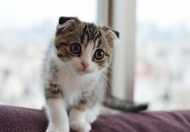 Scottish Lop-Eared Cat