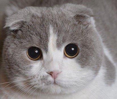 Scottish lop-eared cat kitten