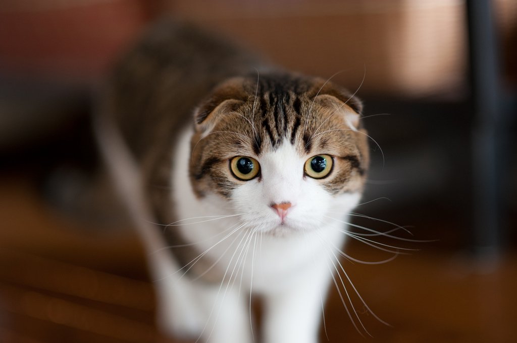 Cute lop-eared kitty
