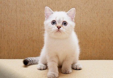 Scottish Straight-Eared Cat