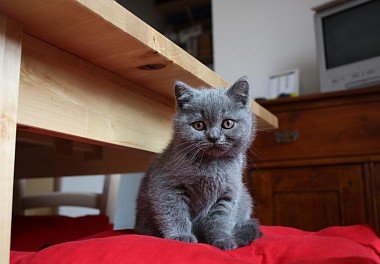 Scottish Straight-Eared Cat