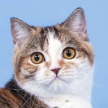 Scottish straight-eared cat (Scottish straight)