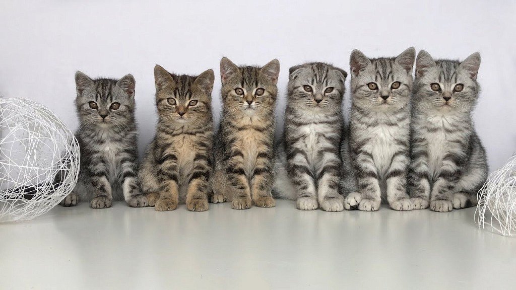 Kittens from a Scottish lop-eared cat, average of five straight-eared and one lop-eared.
