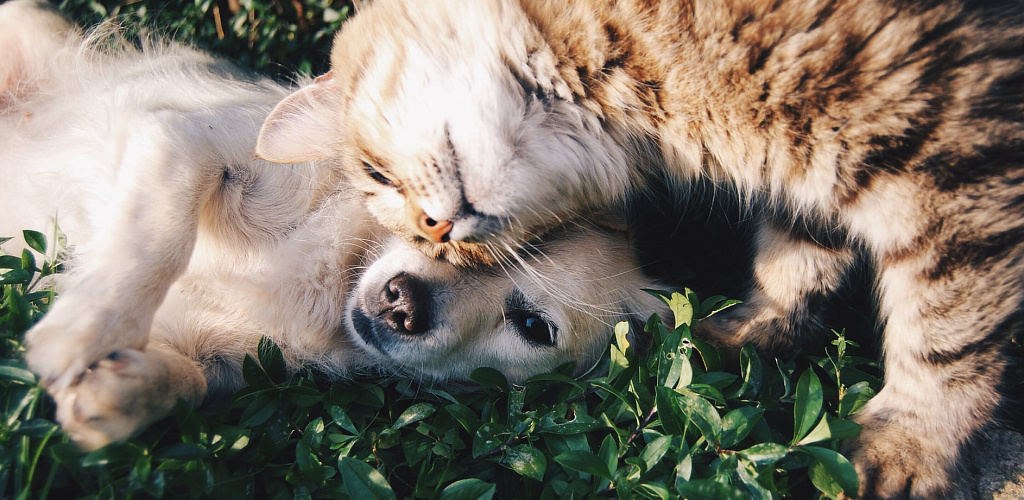 Animal allergies: can you get a cat or a dog