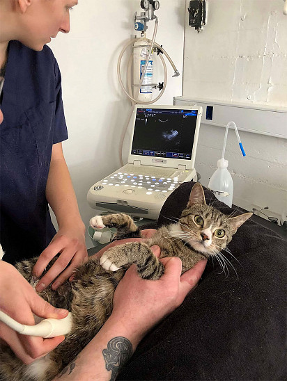 Ultrasound for cat