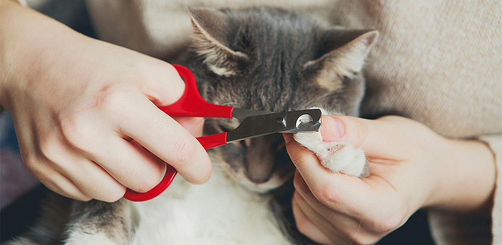 How to trim a cat's claws