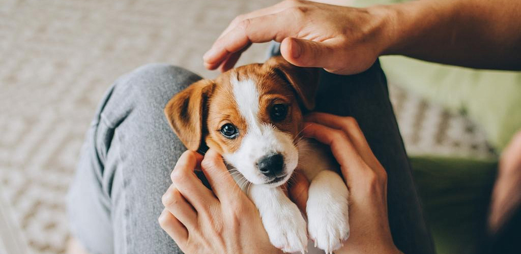 What your dog is afraid of and how you can help him