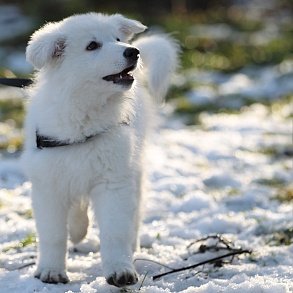 White Swiss Shepherd