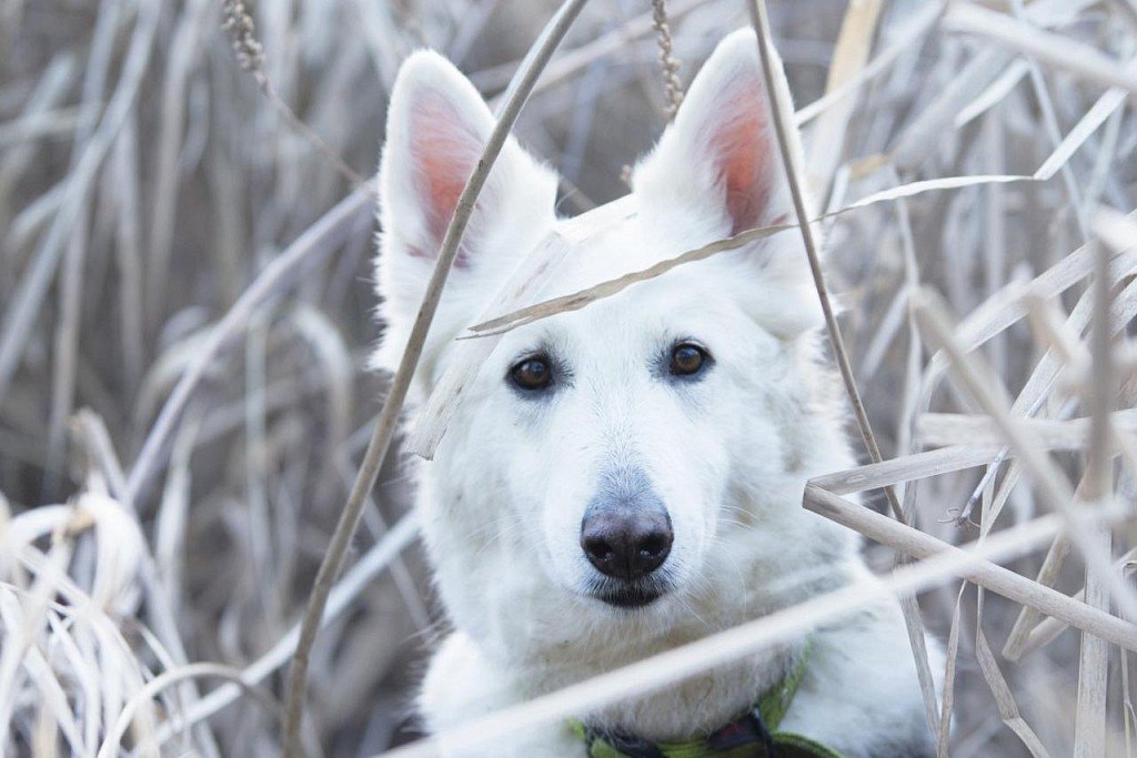 White Swiss Shepherd muzzle