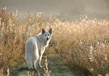 White Swiss Shepherd