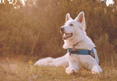 White Swiss Shepherd