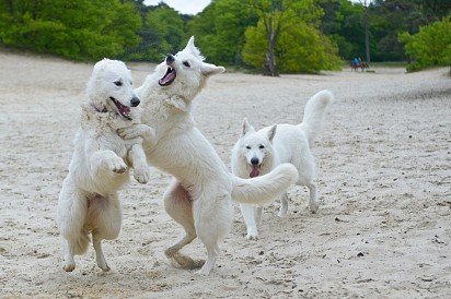 Beach Party