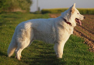 White Swiss Shepherd