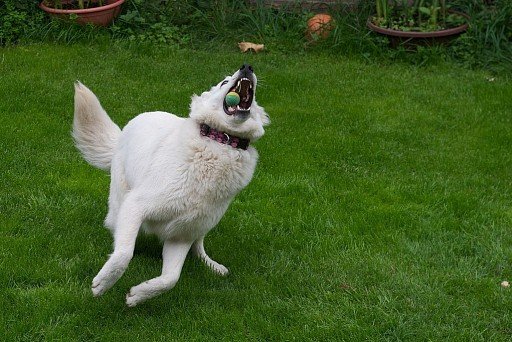 White Swiss Shepherd