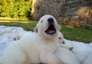 White Swiss Shepherd