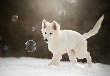 White Swiss Shepherd