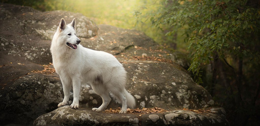 White Swiss Shepherd