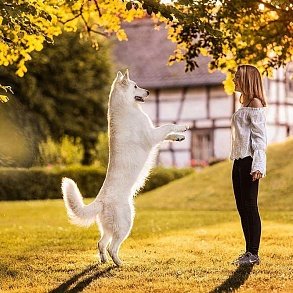 White Swiss Shepherd