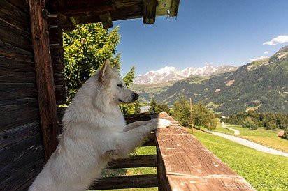 White Swiss Shepherd puppy admires native alps