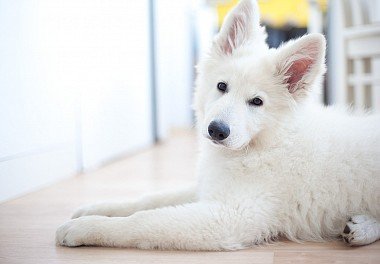 White Swiss Shepherd