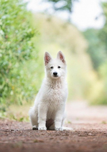 White Swiss Shepherd puppy