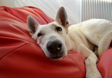 White Swiss Shepherd