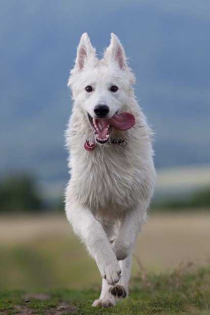 Running Swiss Shepherd