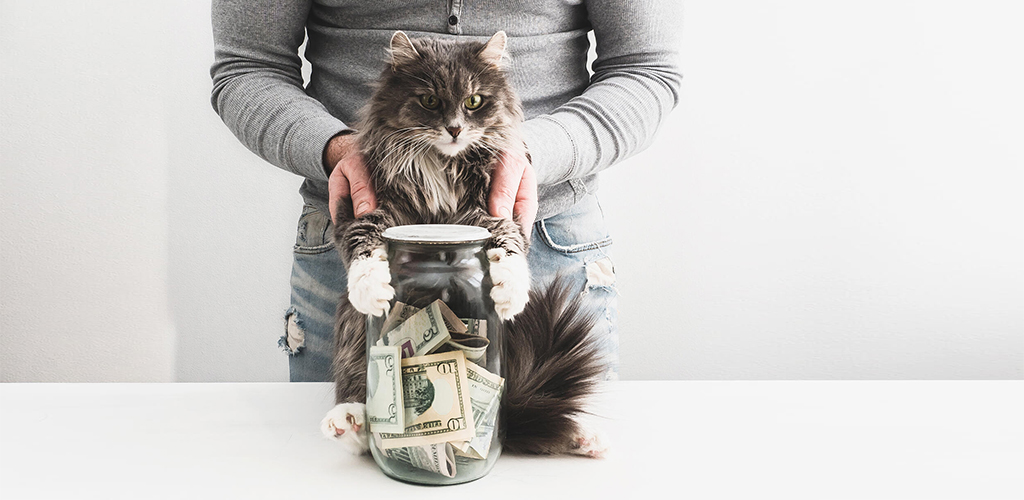 Most expensive cat breeds