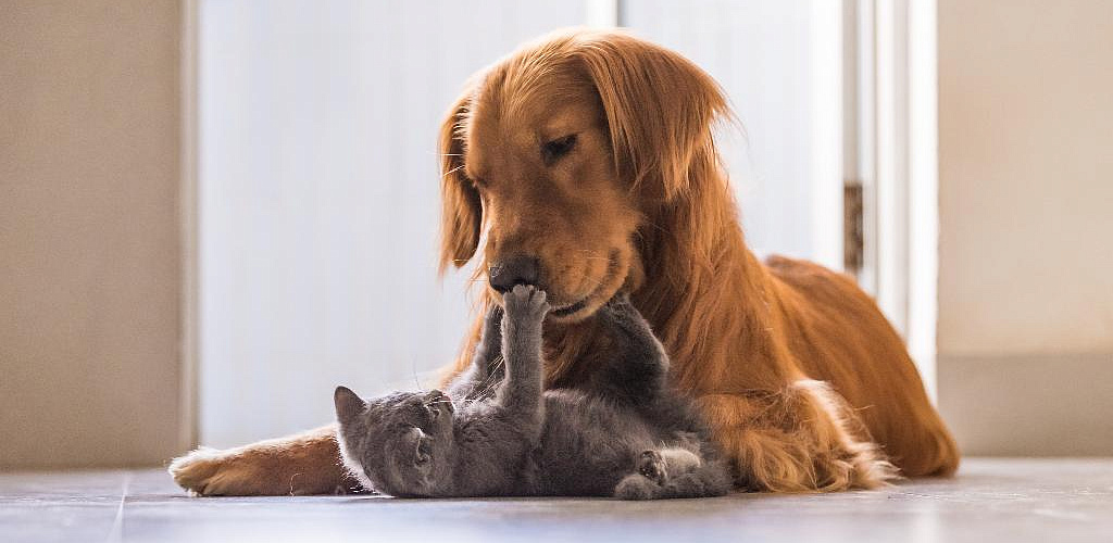 7 differences between cats and dogs