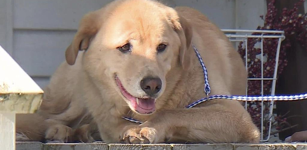 Labrador visits his old home and becomes a social media hero