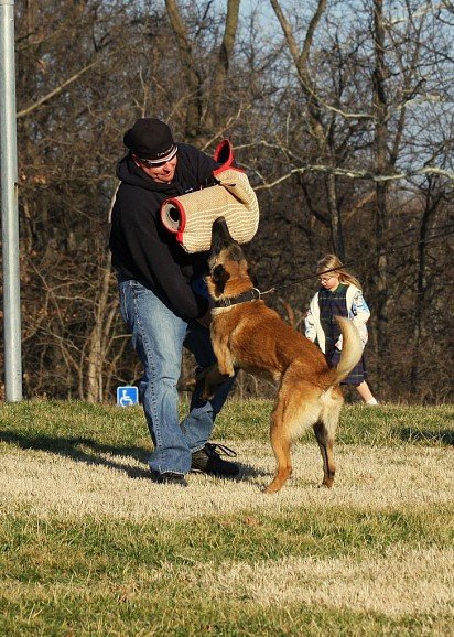 Belgian Shepherd Dog Training