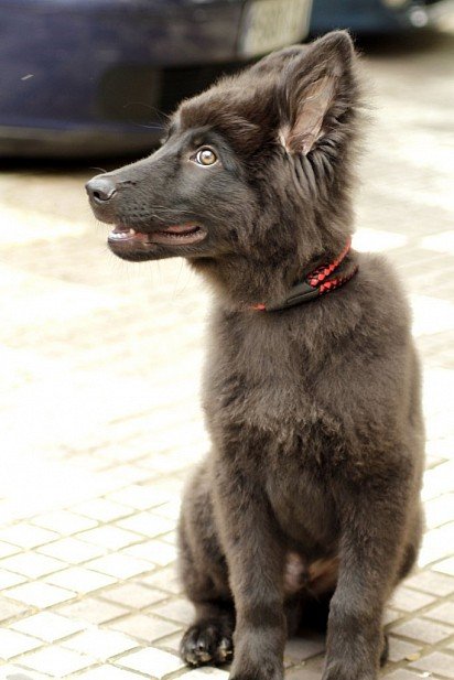 Belgian Shepherd puppy grunendal