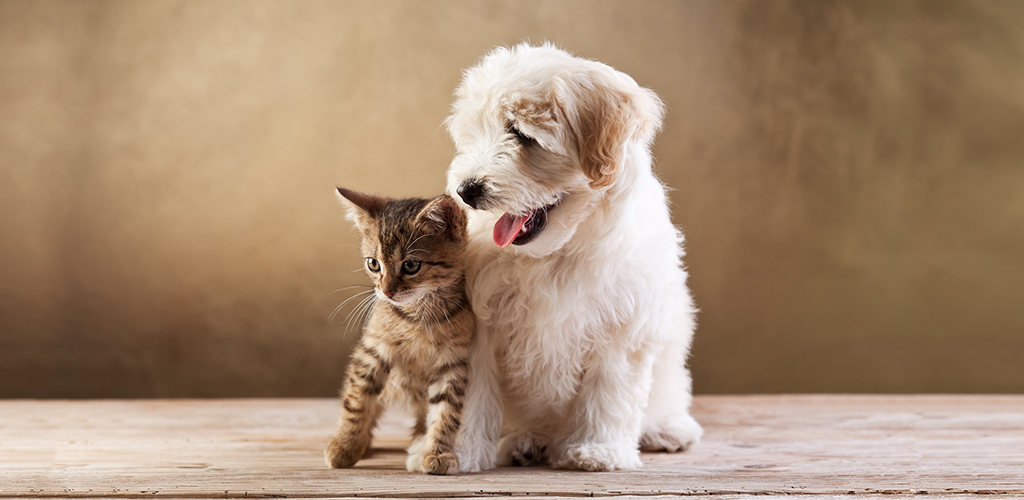 How to divide a cat or dog in case of divorce? 