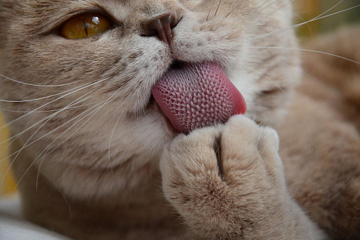 Cat's tongue