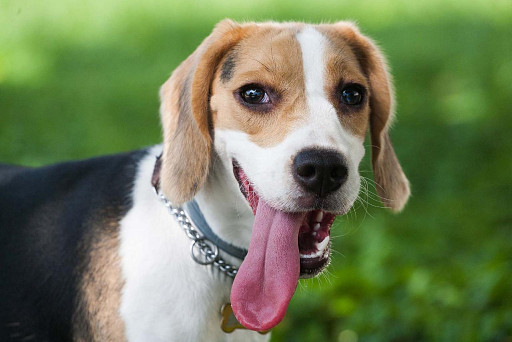 A dog's tongue