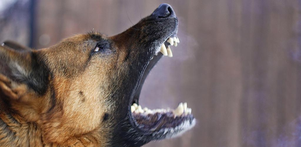 A cynologist told how to protect yourself from wild dogs