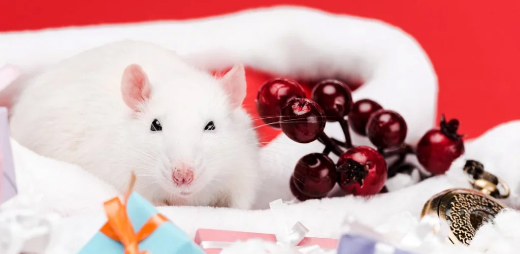 In the Year of the Rat, don't buy rodents spontaneously