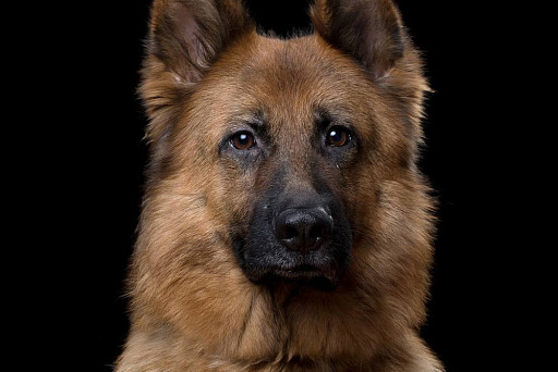 The photographer managed to capture the real emotions of animals