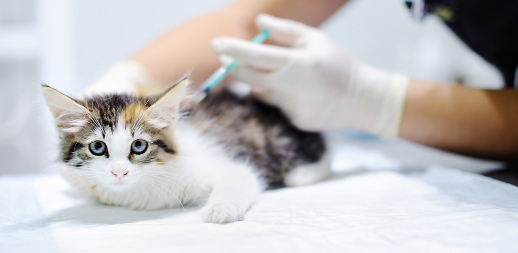 How to give an injection to a cat