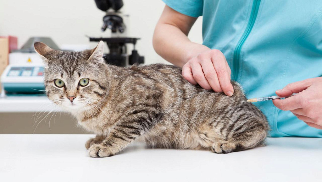 Cat Intramuscular Vaccination