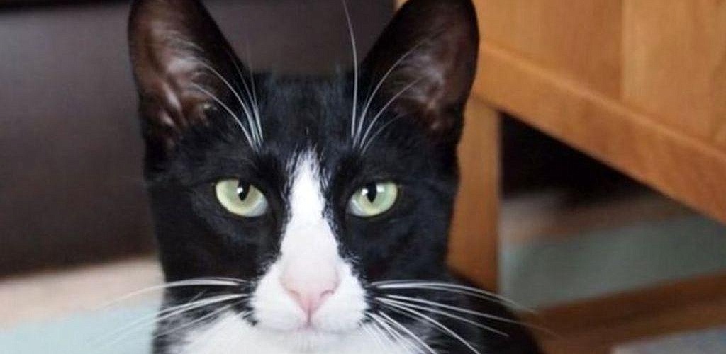 A kleptomaniac cat became famous by stealing money from a milkman