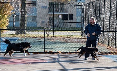 Zenenhund Training