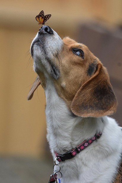 Butterfly on the tip of a beagle's nose