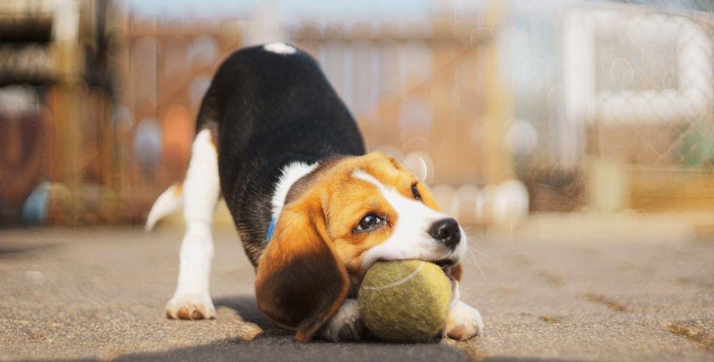 Beagle puppy playing with a ball